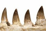 Mosasaur Jaw Section with Eight Teeth - Morocco #225282-3